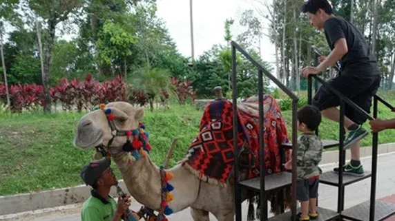 the man and his kud climbing on the camel for the ride in corbett