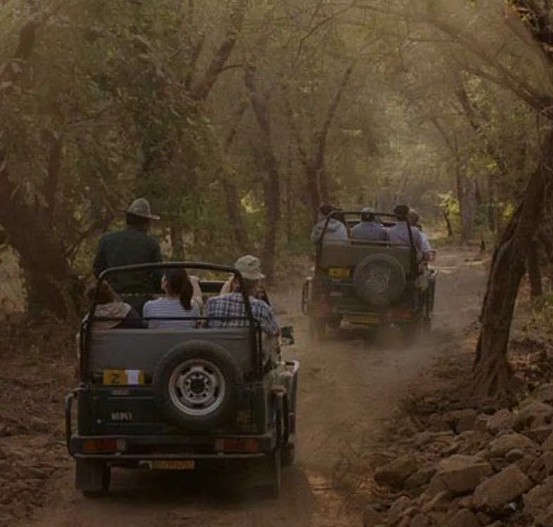 Jeep safari experience in the corbett core zone Bijrani.