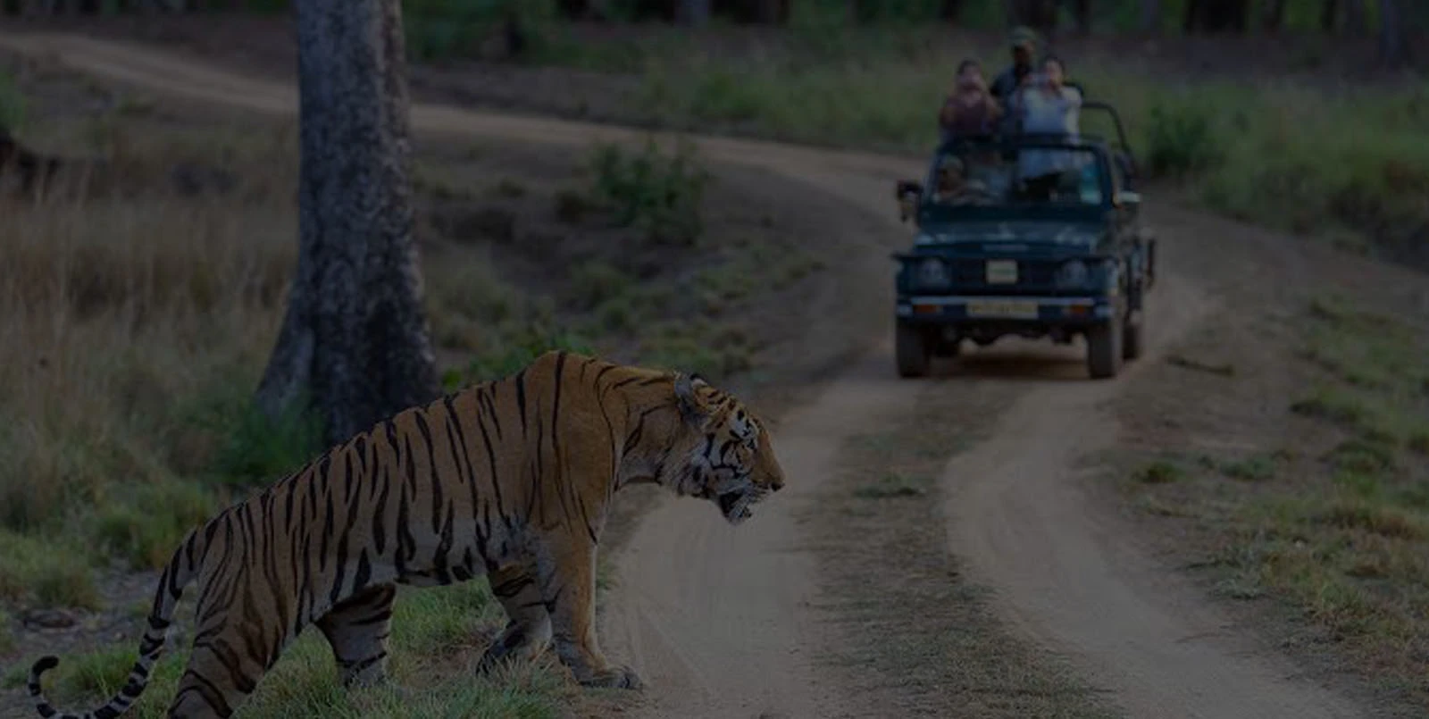 Corbett jungle safari experience.